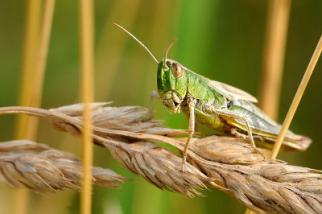 Manger des insectes : Bon pour la planète