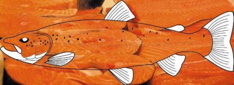 Saison des poissons : Consommez en respectant la biodiversité